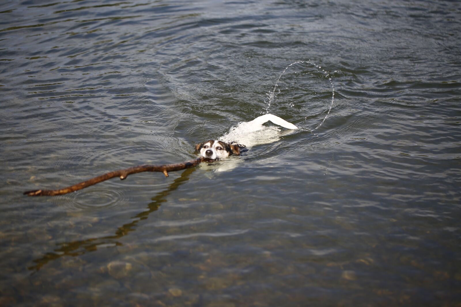 Canon EF 100mm F2.8L Macro IS USM sample photo. Dog, water, nature photography