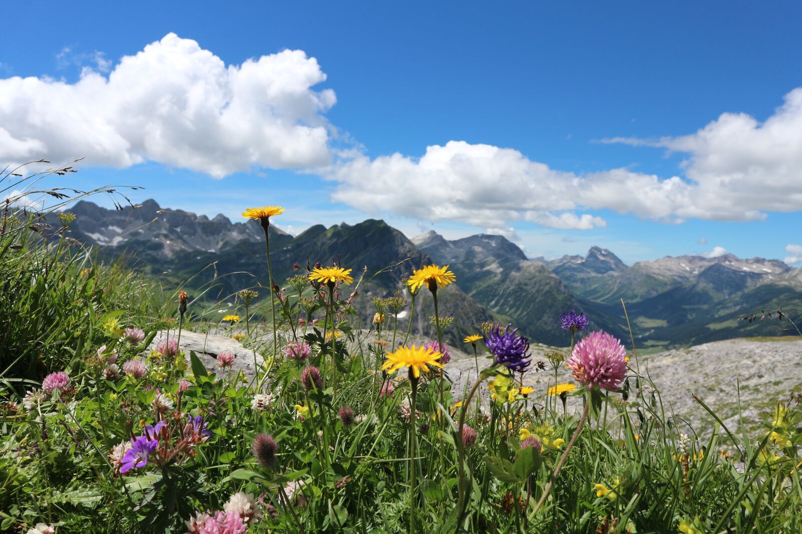 Canon EOS M10 sample photo. Alpine flowers, austria, lech photography