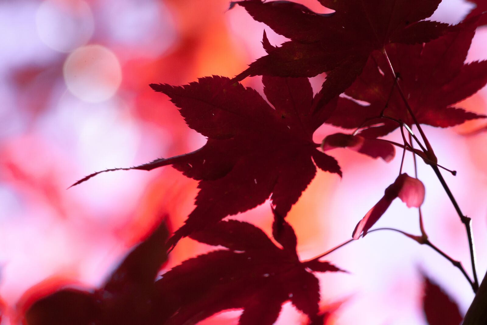 Canon EOS 50D sample photo. Maple, autumn, leaf photography