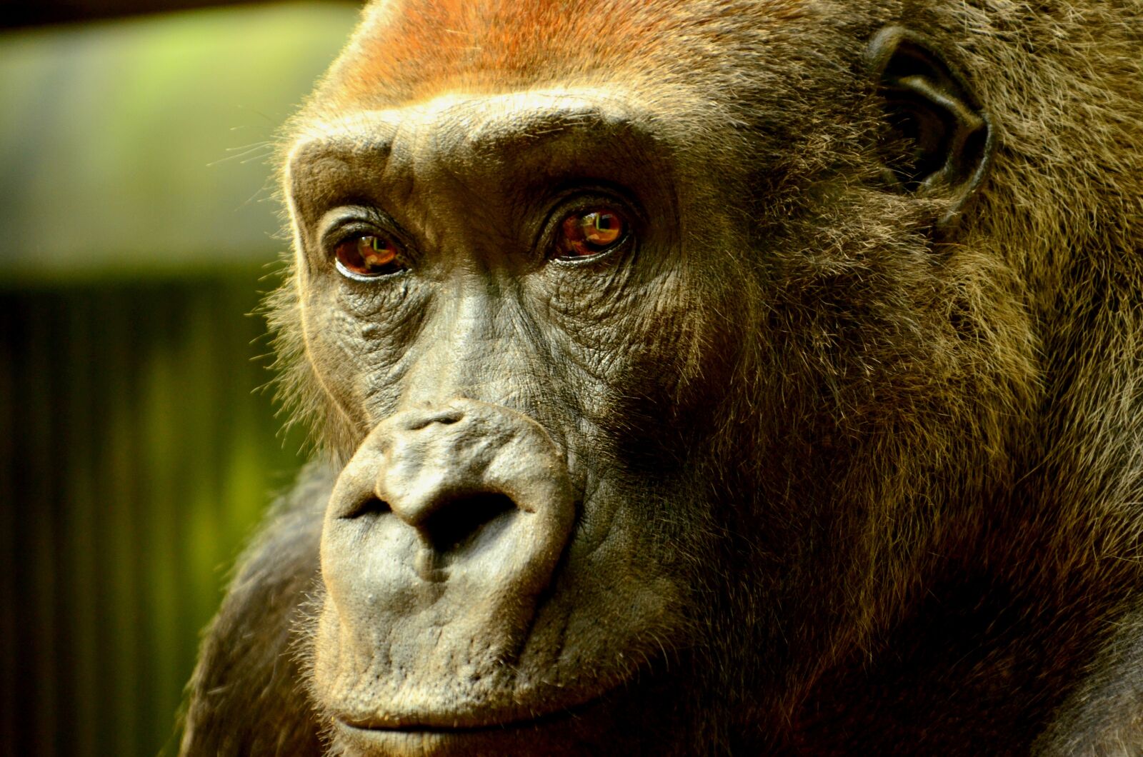 Nikon D5100 sample photo. Adult, animal, ape photography
