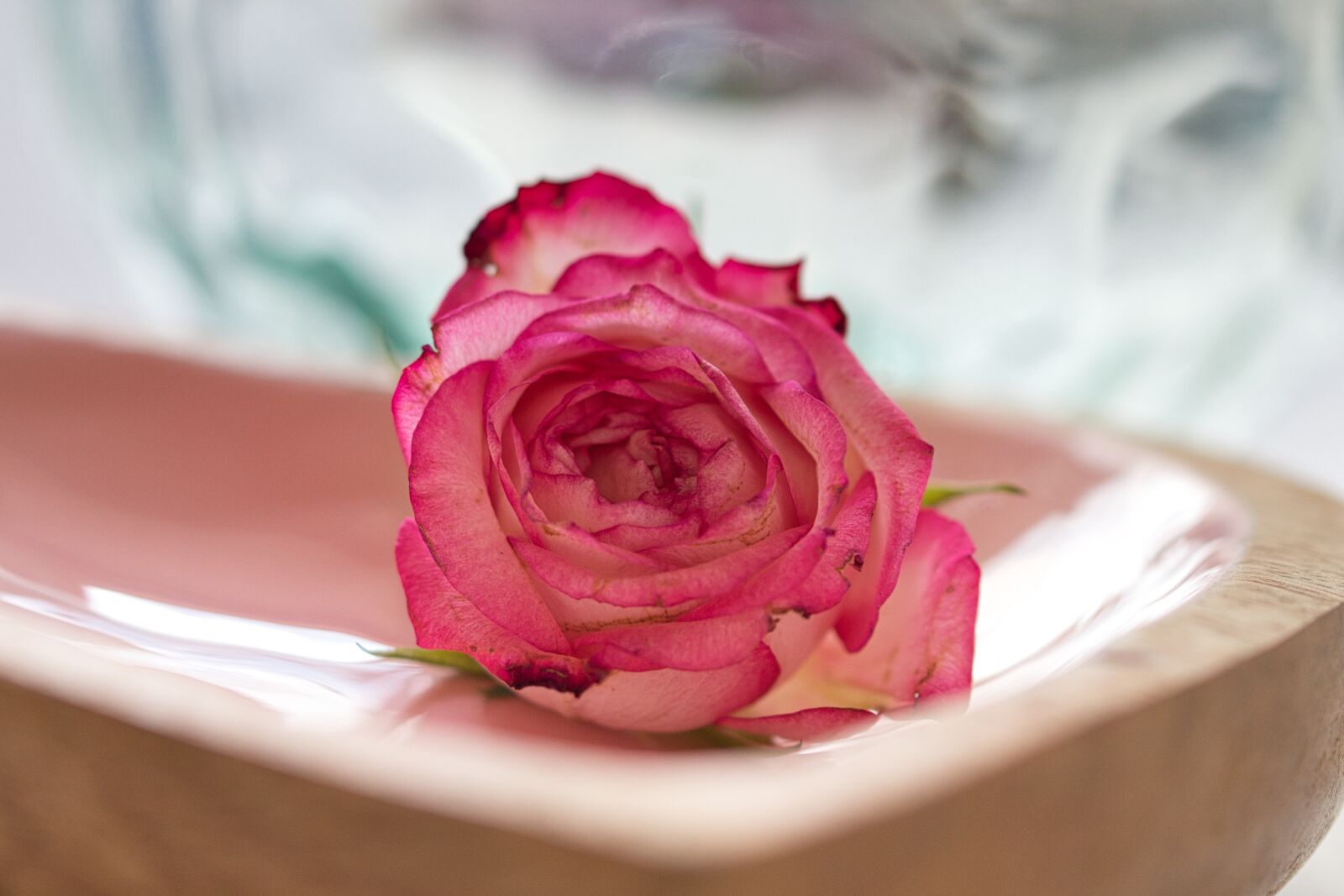 Canon EOS 200D (EOS Rebel SL2 / EOS Kiss X9) sample photo. Rose, romance, blossom photography
