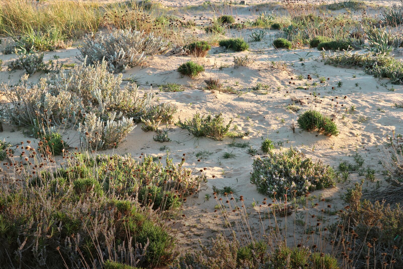 Canon EOS 80D sample photo. Plants of sand, seaside photography