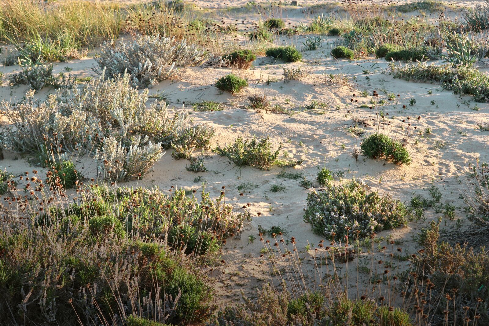 Canon EOS 80D + Canon EF-S 55-250mm F4-5.6 IS STM sample photo. Plants of sand, seaside photography