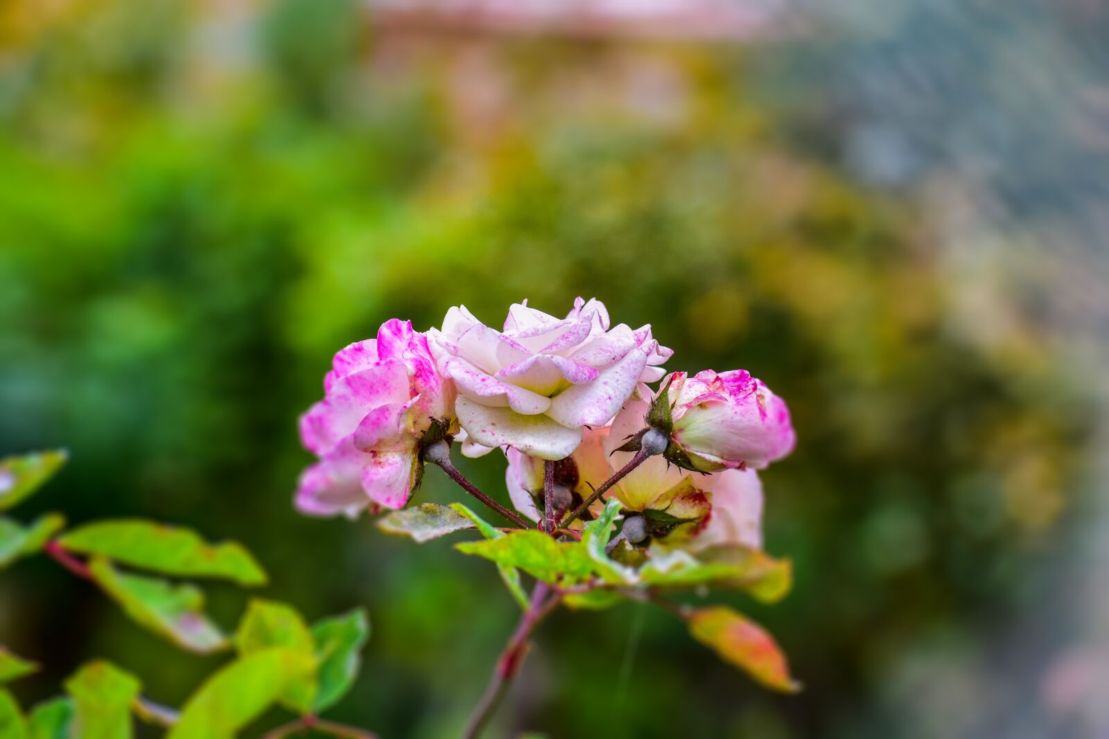 Nikon D3400 sample photo. Rosa, bella, flower photography