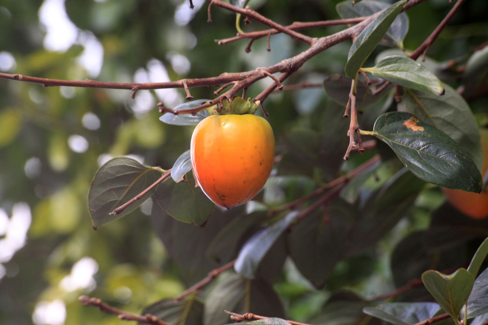 Canon EOS 50D sample photo. Persimmon, red, for salary photography