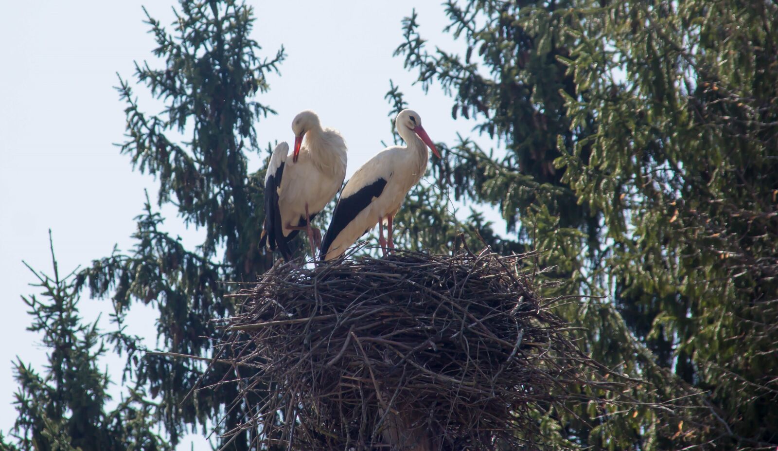 Canon EOS 60D sample photo. Bird, storks, jack photography