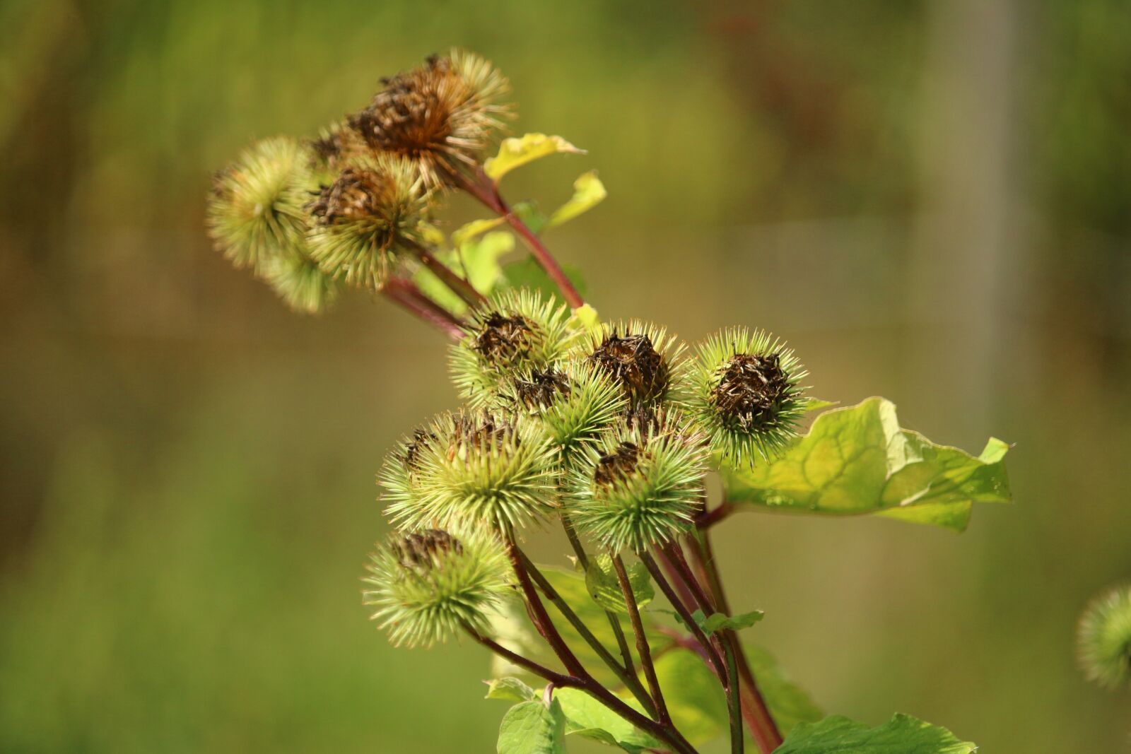 Canon EOS 100D (EOS Rebel SL1 / EOS Kiss X7) sample photo. Burdock, great burdock, bush photography