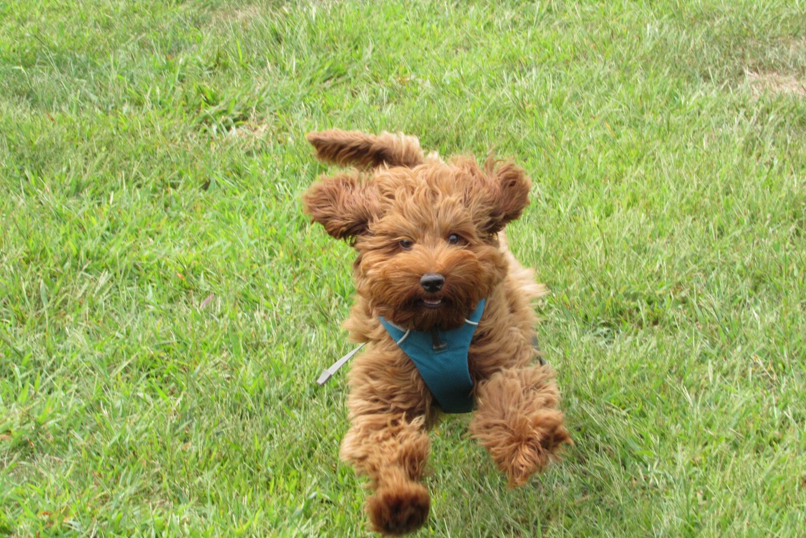 Canon PowerShot SX530 HS sample photo. Labradoodle, doodle, dog photography