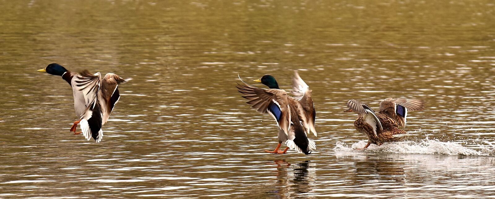 Nikon D7200 sample photo. Mallards, waterfowl, duck bird photography