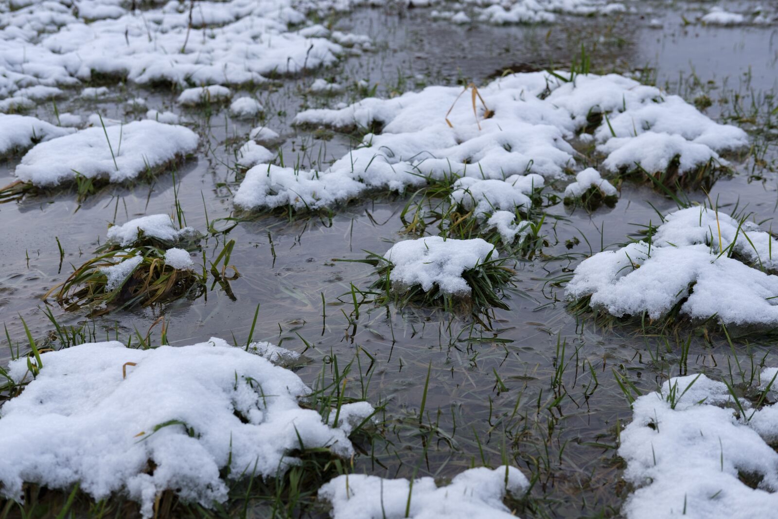 Fujifilm X-T2 + Fujifilm XF 35mm F2 R WR sample photo. Winter, snow, grass photography