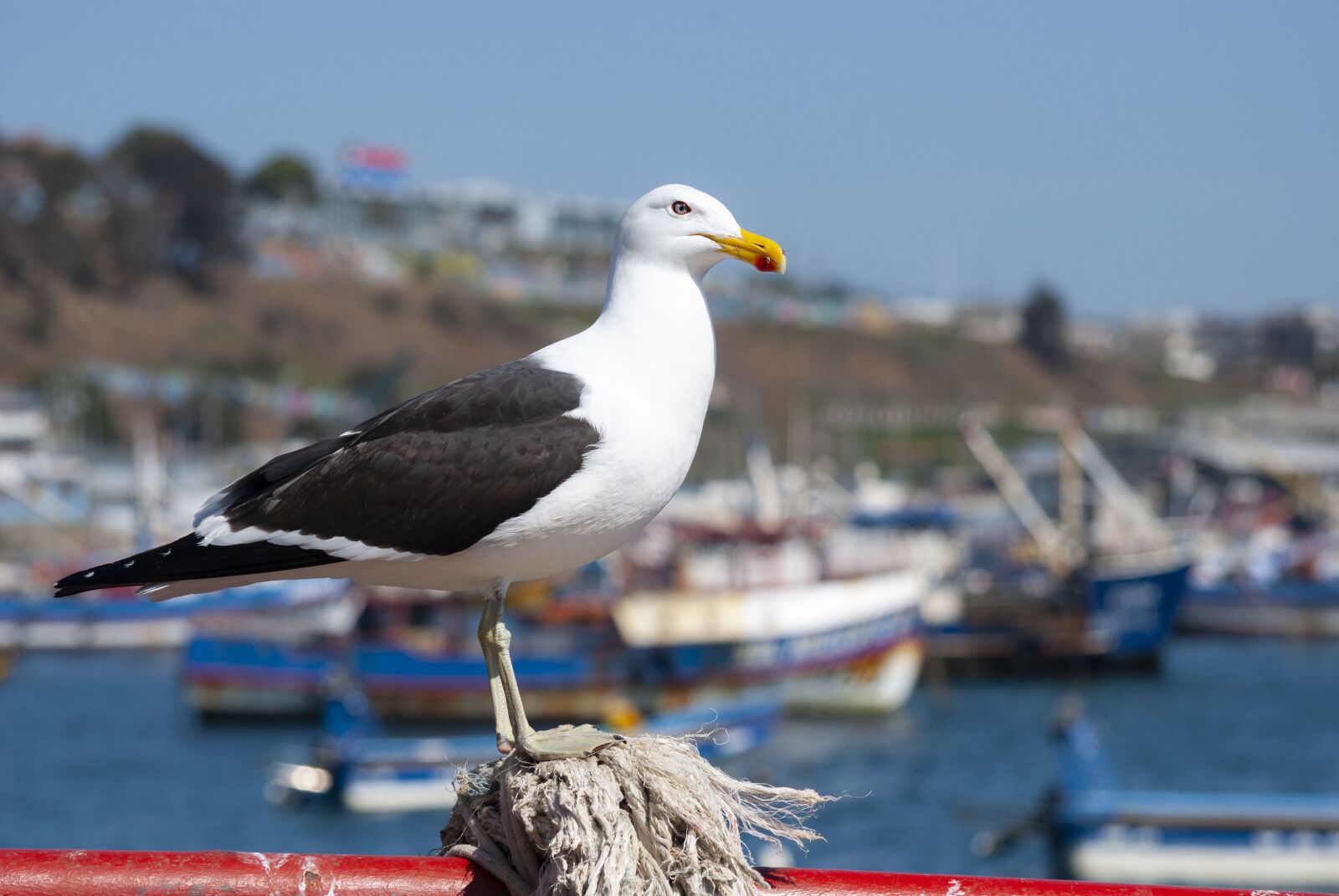 Nikon D60 sample photo. Seagull, birds, port photography