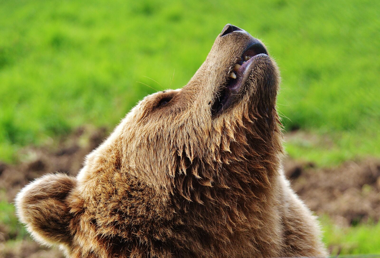 Nikon D3200 sample photo. European brown bear, wild photography