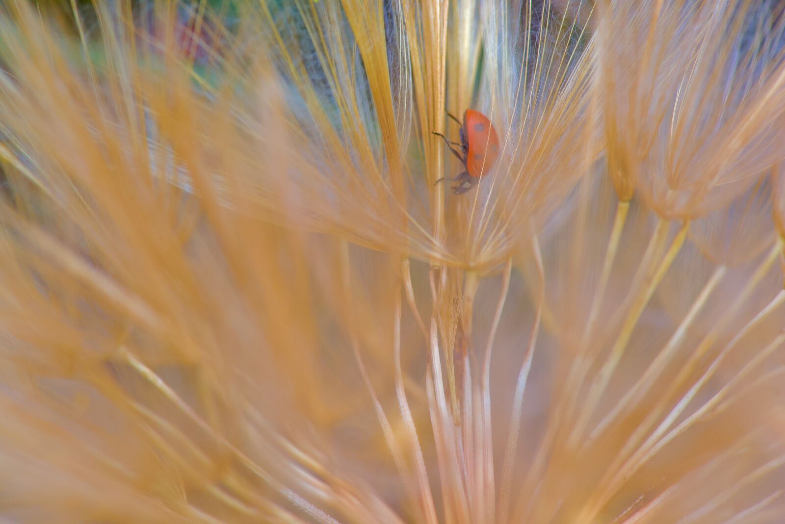 Nikon D750 sample photo. Ladybug, nature, macro photography
