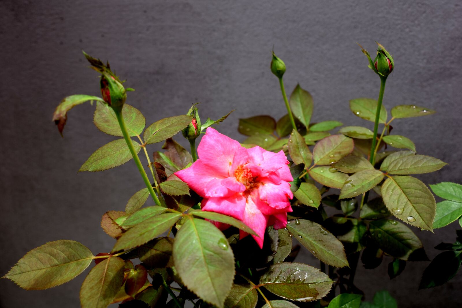 Nikon D3300 sample photo. Rose, pink, flower photography