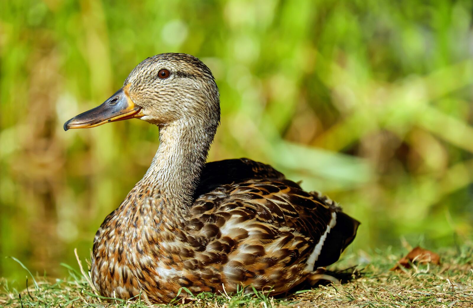 Fujifilm X-T10 + Fujifilm XC 50-230mm F4.5-6.7 OIS sample photo. Duck, water bird, lying photography