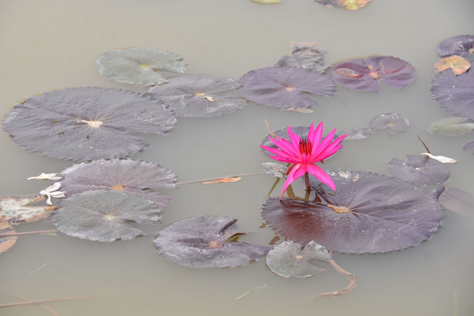 Nikon D7200 sample photo. Water lily, flower, petals photography