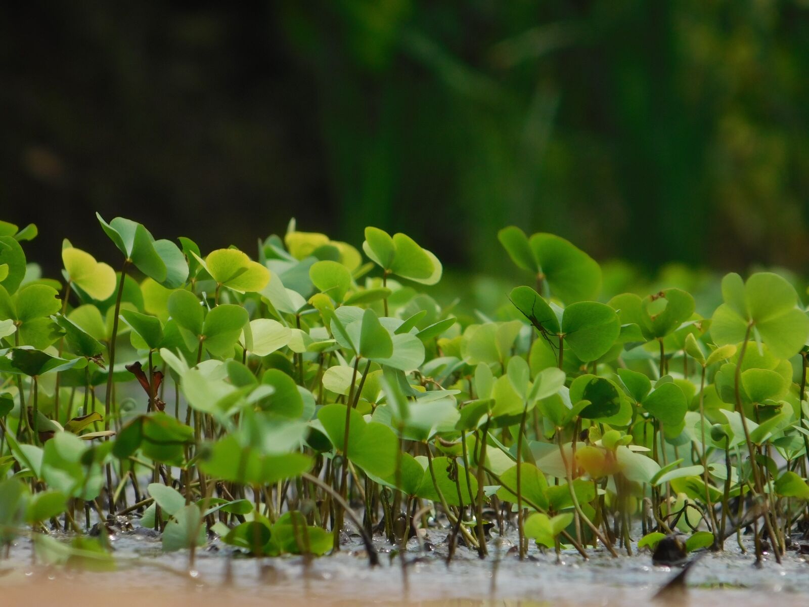 Nikon Coolpix L840 sample photo. Water plants, green, leafs photography