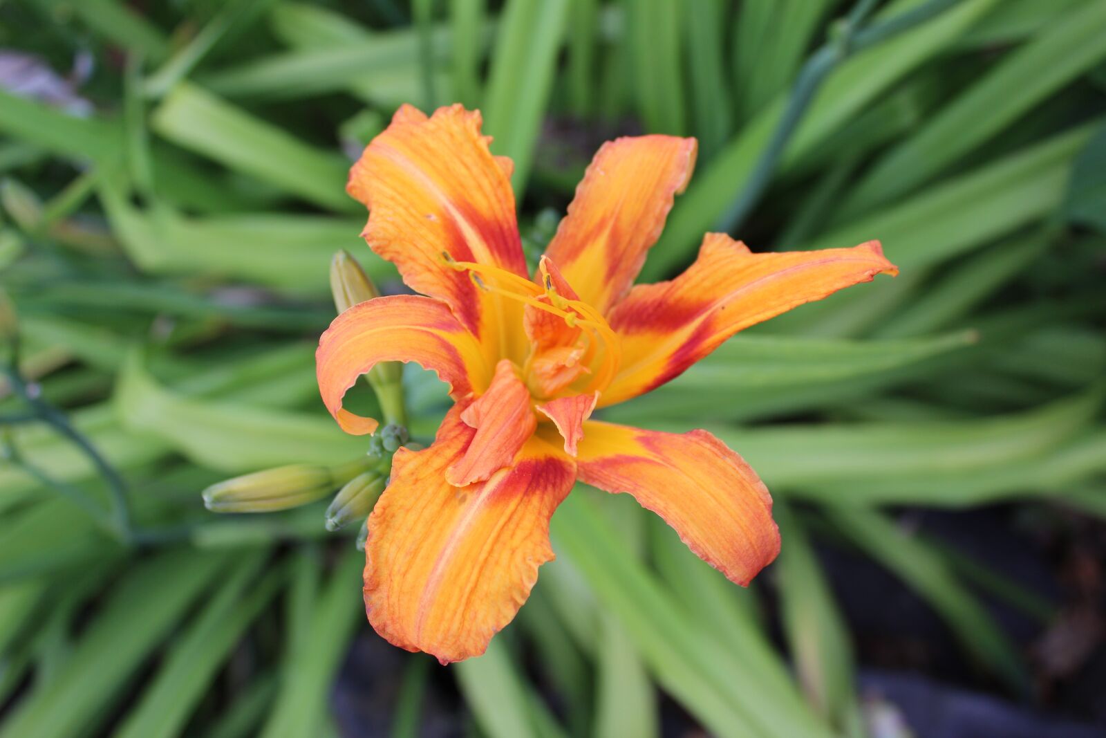 Canon EOS 600D (Rebel EOS T3i / EOS Kiss X5) sample photo. Flower, orange, blossom photography