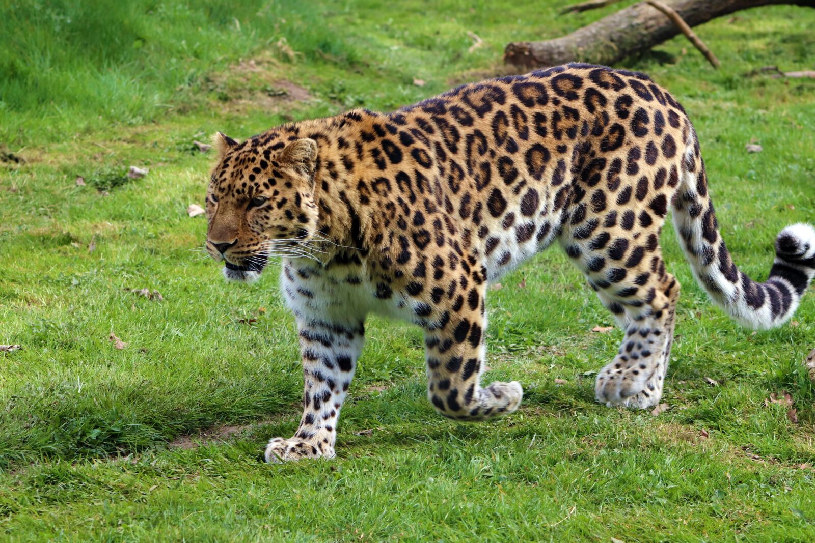 Canon EOS 800D (EOS Rebel T7i / EOS Kiss X9i) sample photo. Amur leopard, leopard, nature photography