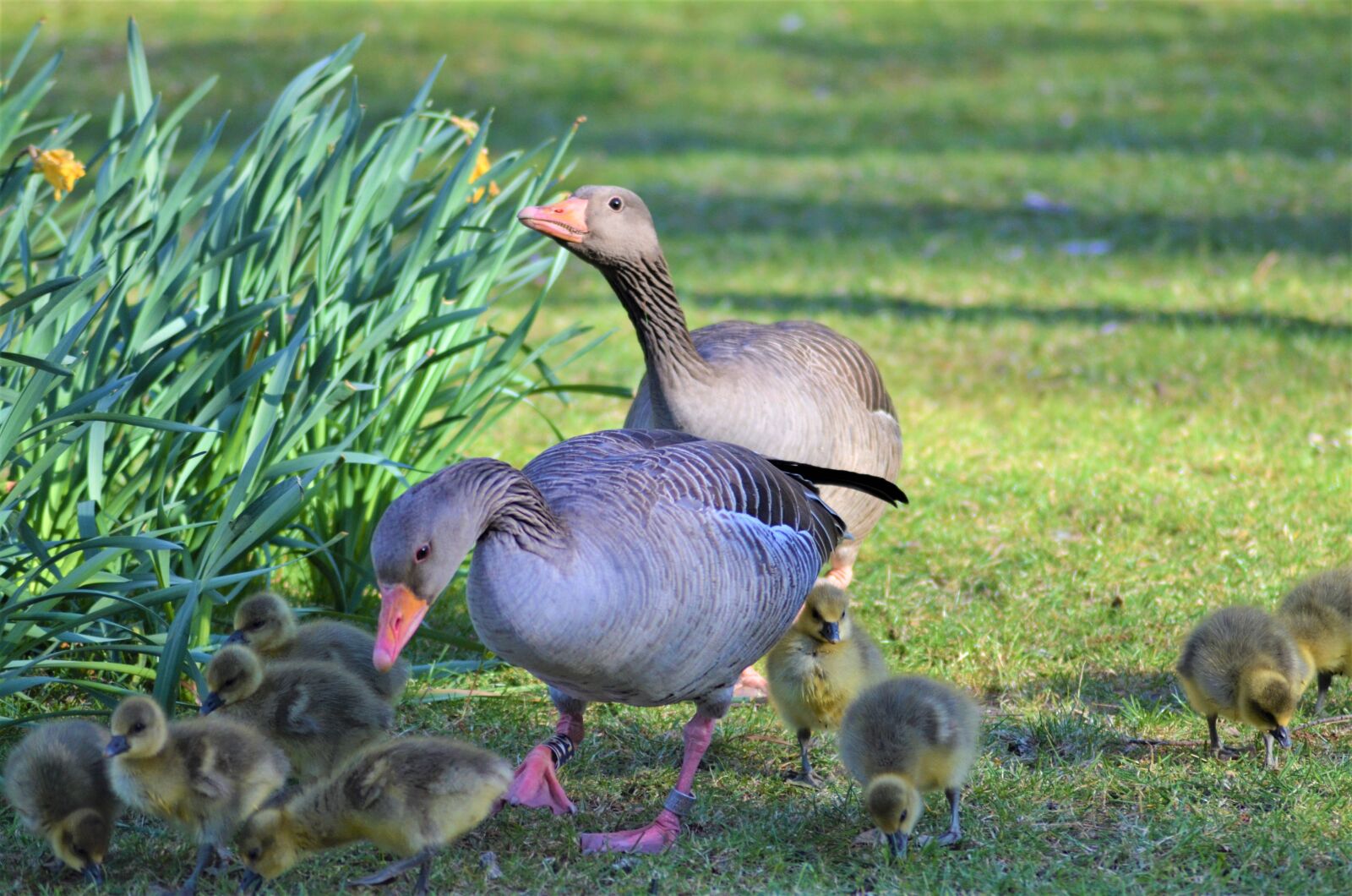 Nikon D5100 sample photo. Grey geese, family, graugans photography