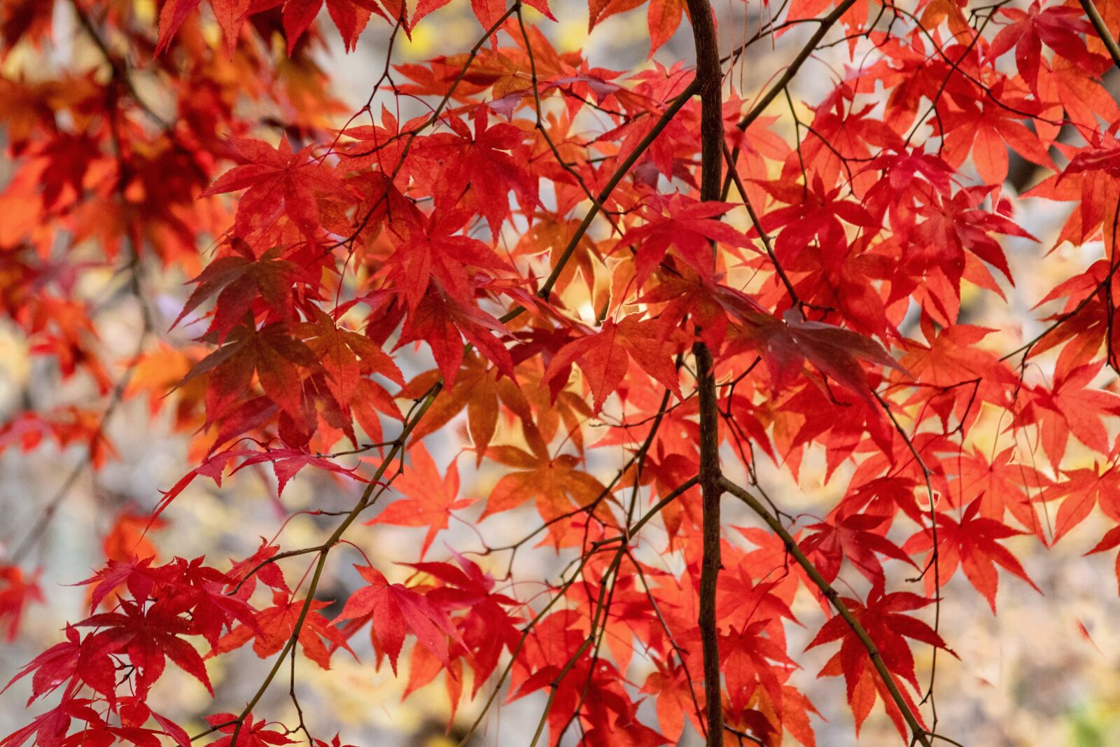 Canon EOS 800D (EOS Rebel T7i / EOS Kiss X9i) + Canon EF 28-135mm F3.5-5.6 IS USM sample photo. Autumn, autumn leaves, leaves photography