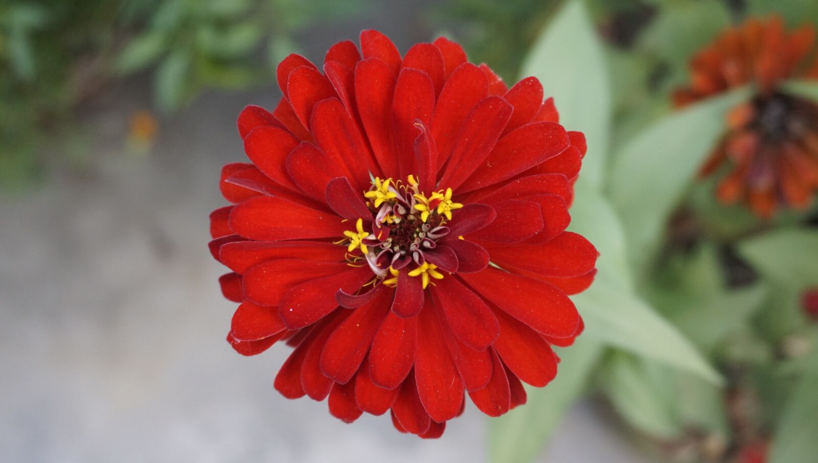 Sony a6000 sample photo. Flowers, natural, bright photography