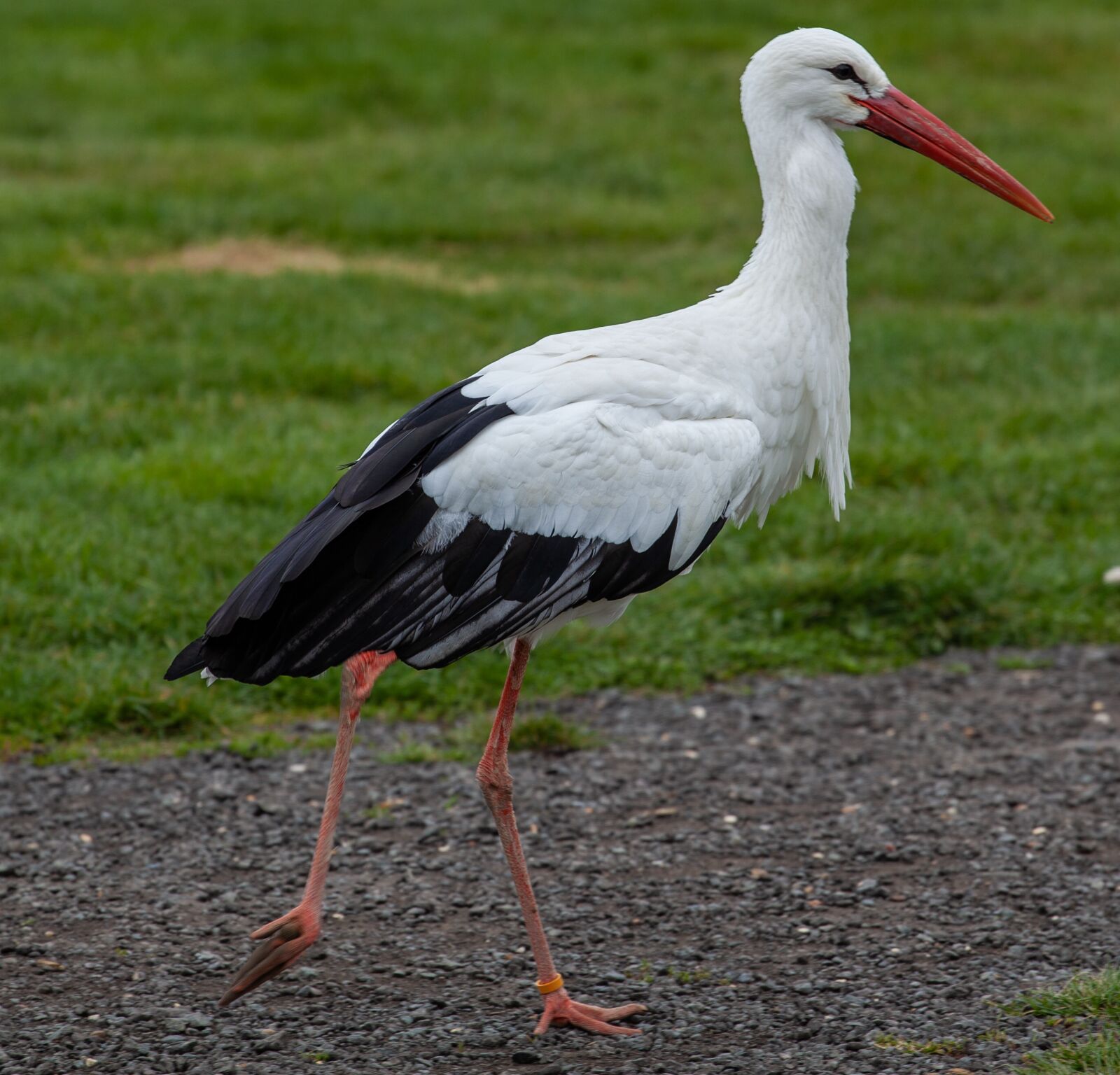 Canon EOS 5D Mark II sample photo. Standing stork, stork, black photography