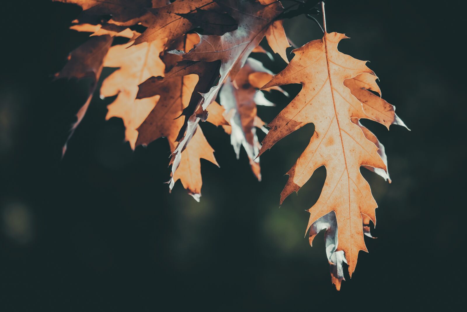 Fujifilm XF 55-200mm F3.5-4.8 R LM OIS sample photo. Fall foliage, leaves, fall photography