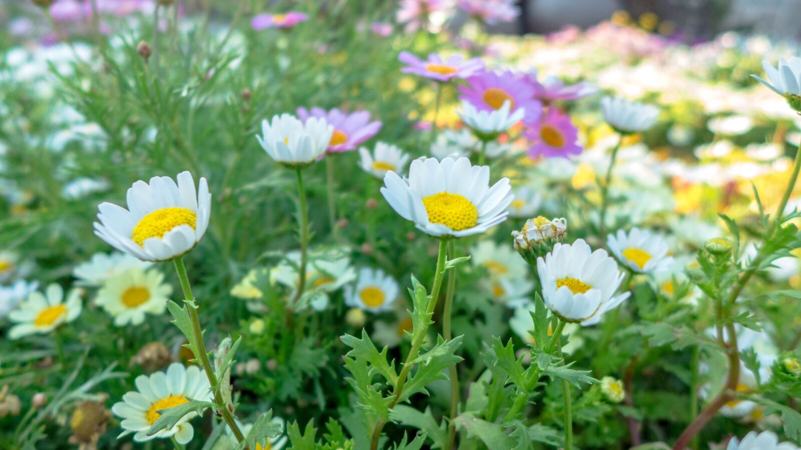 Leica D-Lux 6 sample photo. Small flowers, background, wallpaper photography