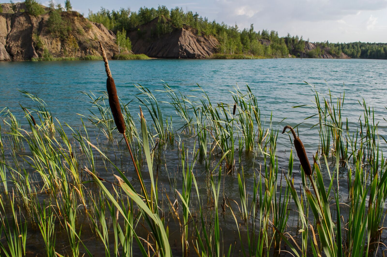 Nikon D3100 sample photo. Nature, water, reeds photography