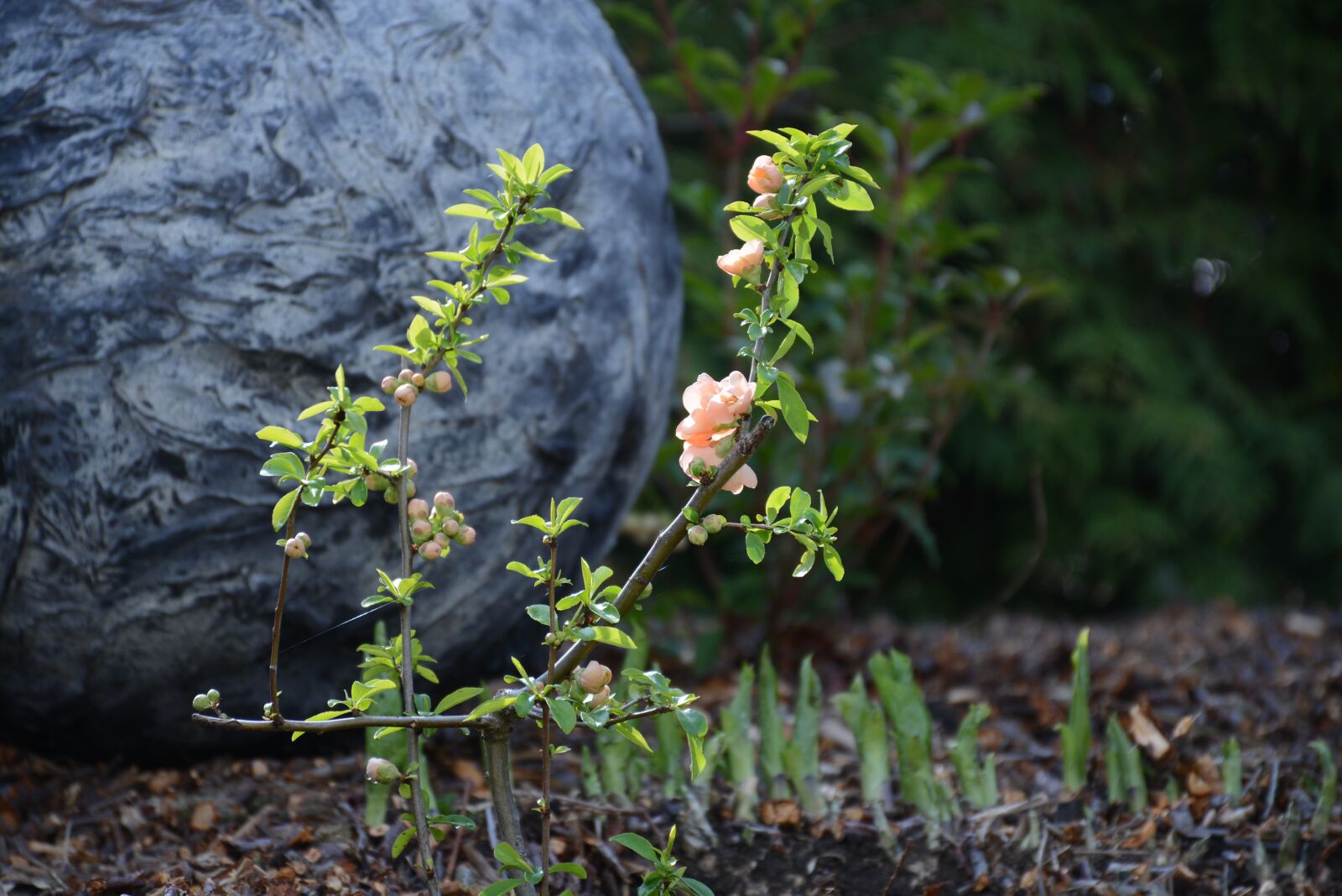 Nikon D7100 sample photo. Bush, flower, plant photography