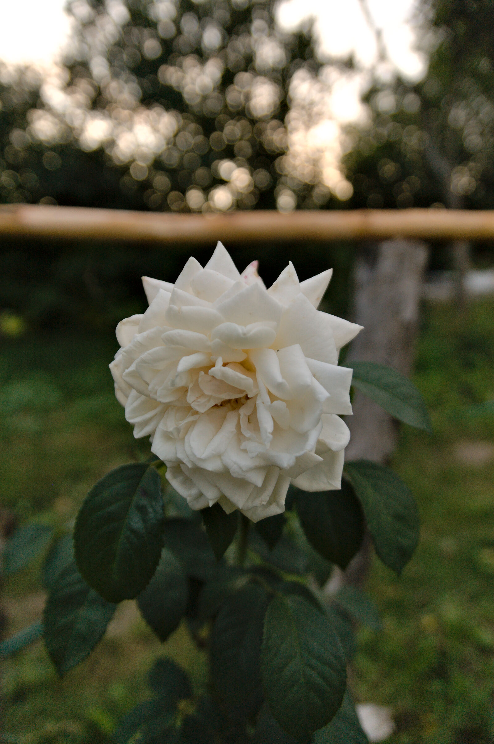 Pentax *ist DS sample photo