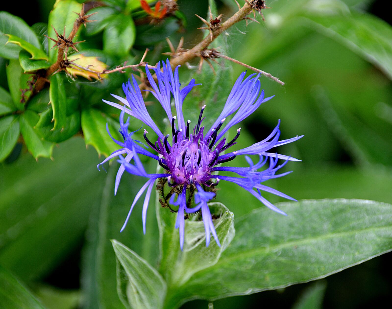 Nikon D5200 sample photo. Flower, blue, flora photography