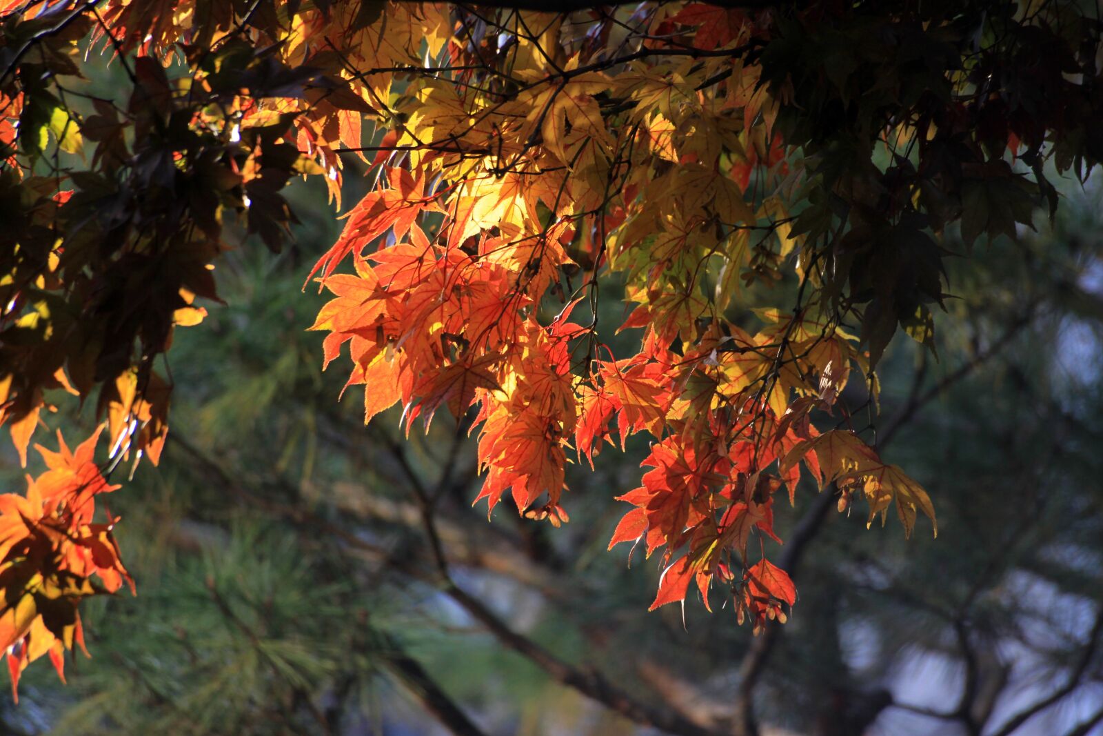 Canon EOS 50D sample photo. Autumn leaves, autumn, maple photography