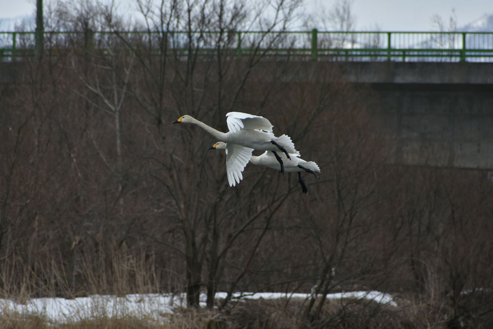 Nikon D7200 sample photo. Animal, bird, wild birds photography