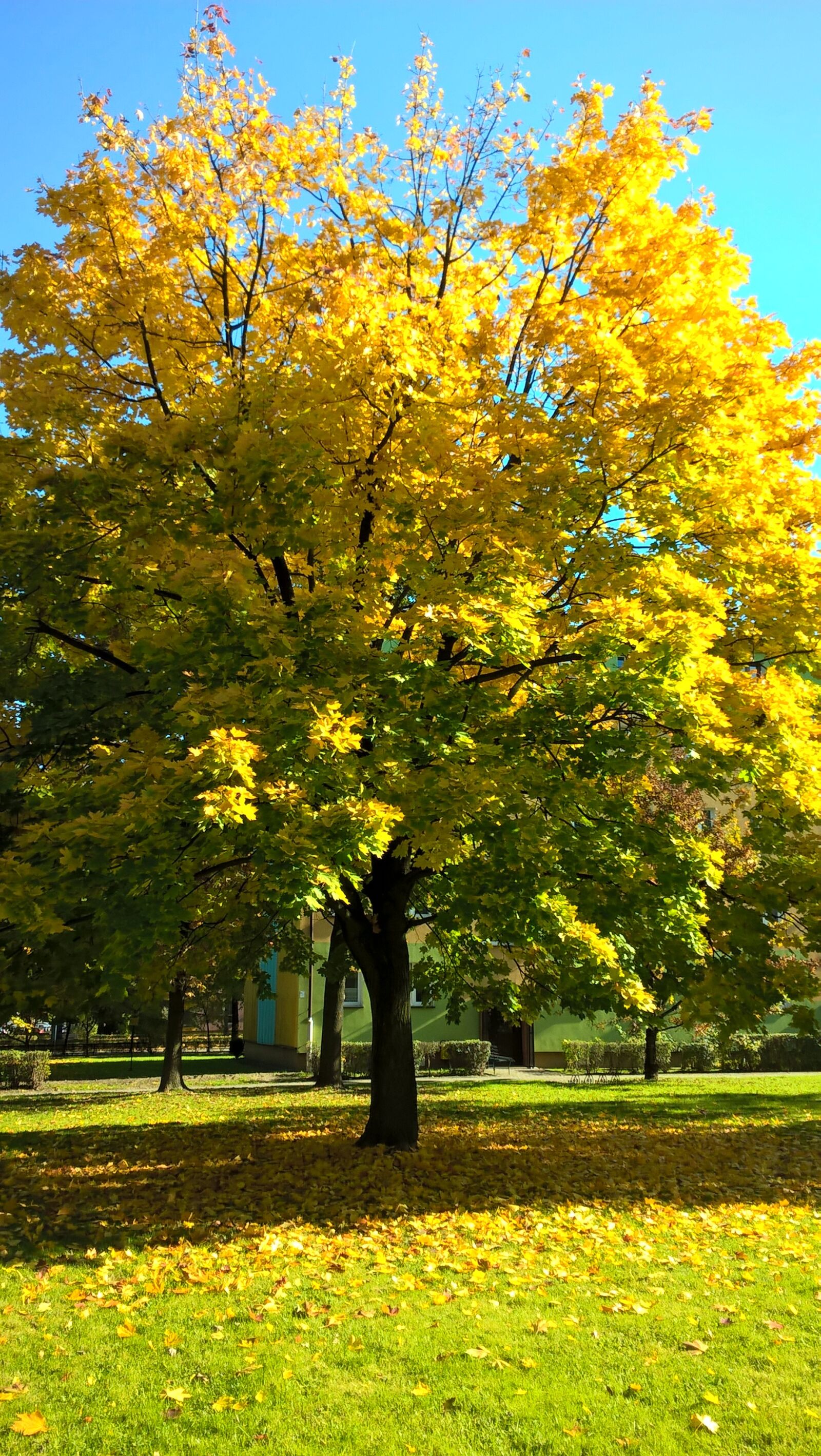 Microsoft Lumia 640 LTE sample photo. Tree, autumn, yellow leaves photography