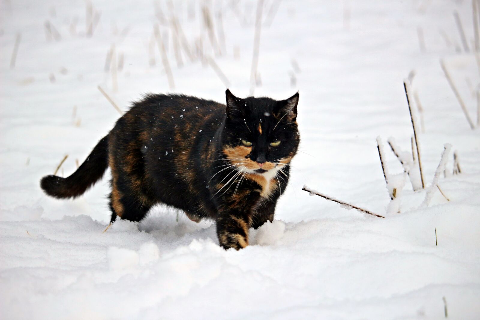 Canon EOS 100D (EOS Rebel SL1 / EOS Kiss X7) sample photo. Snow, mieze, cat photography