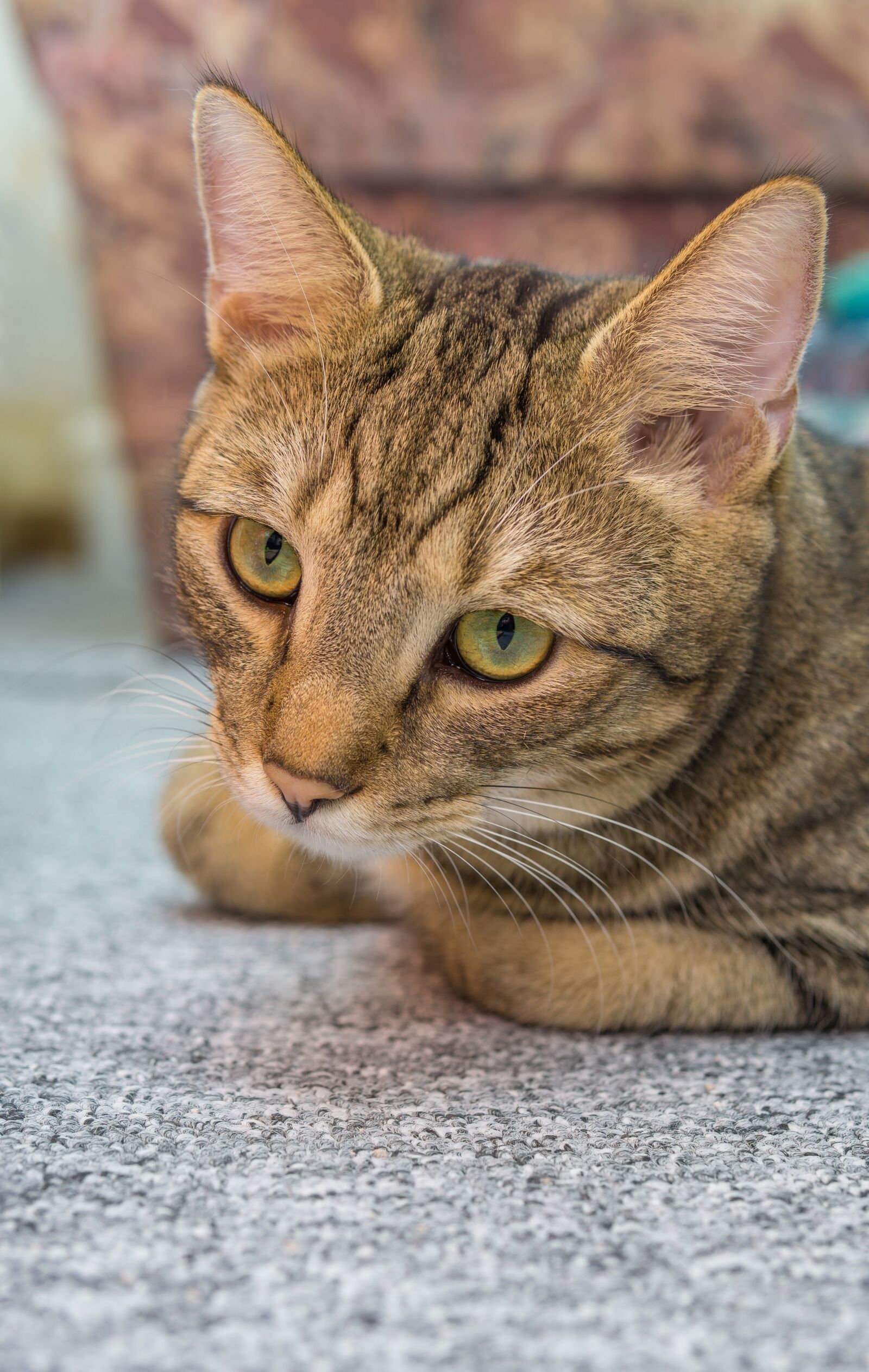 Sony a6000 + 30mm F1.4 DC DN | Contemporary 016 sample photo. Cat, pet, animal photography