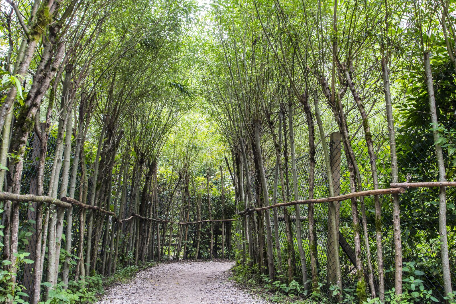 Nikon D5300 sample photo. Forest path, avenue, green photography