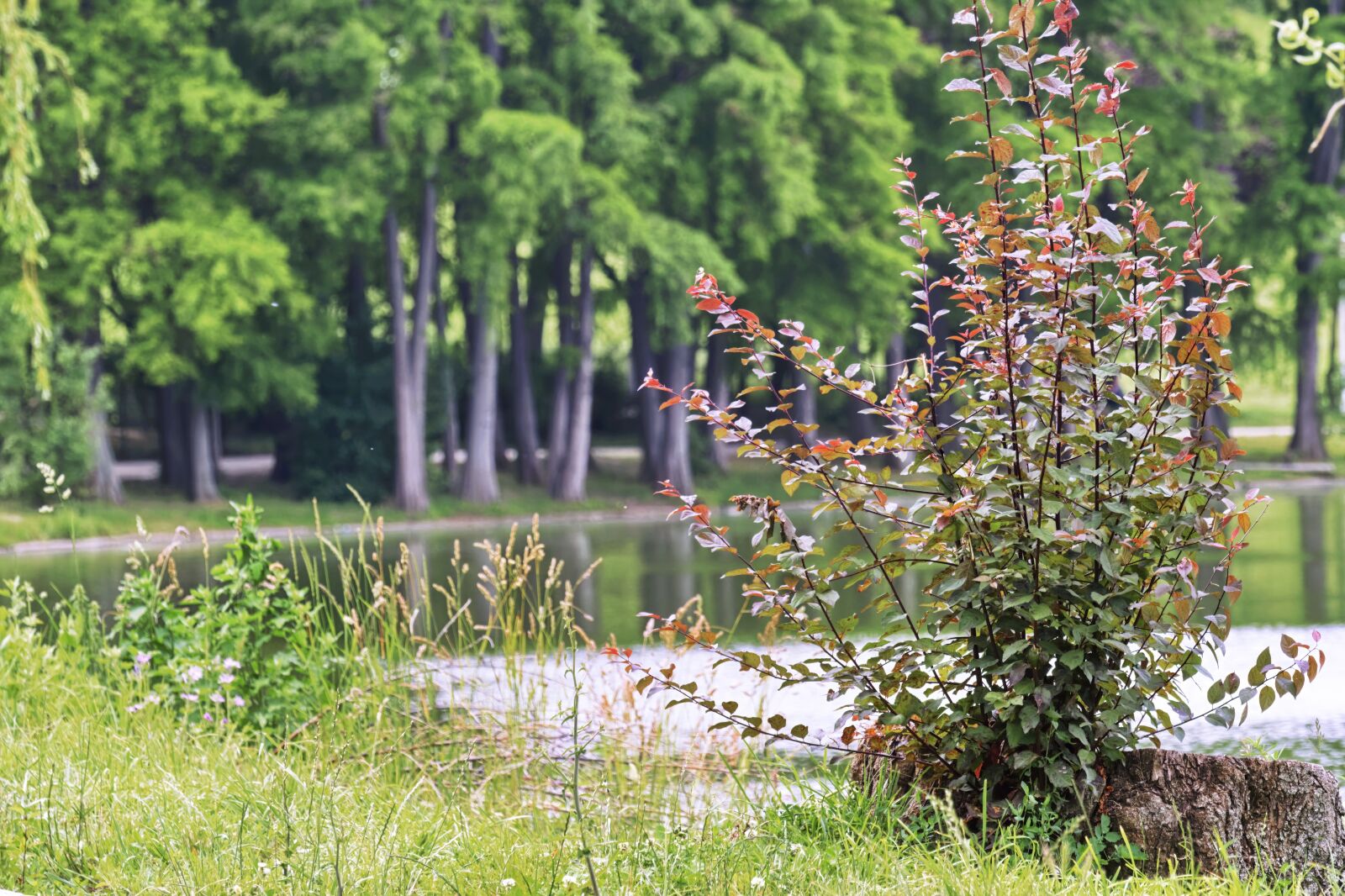 Nikon D5300 sample photo. Landscape, nature, park photography