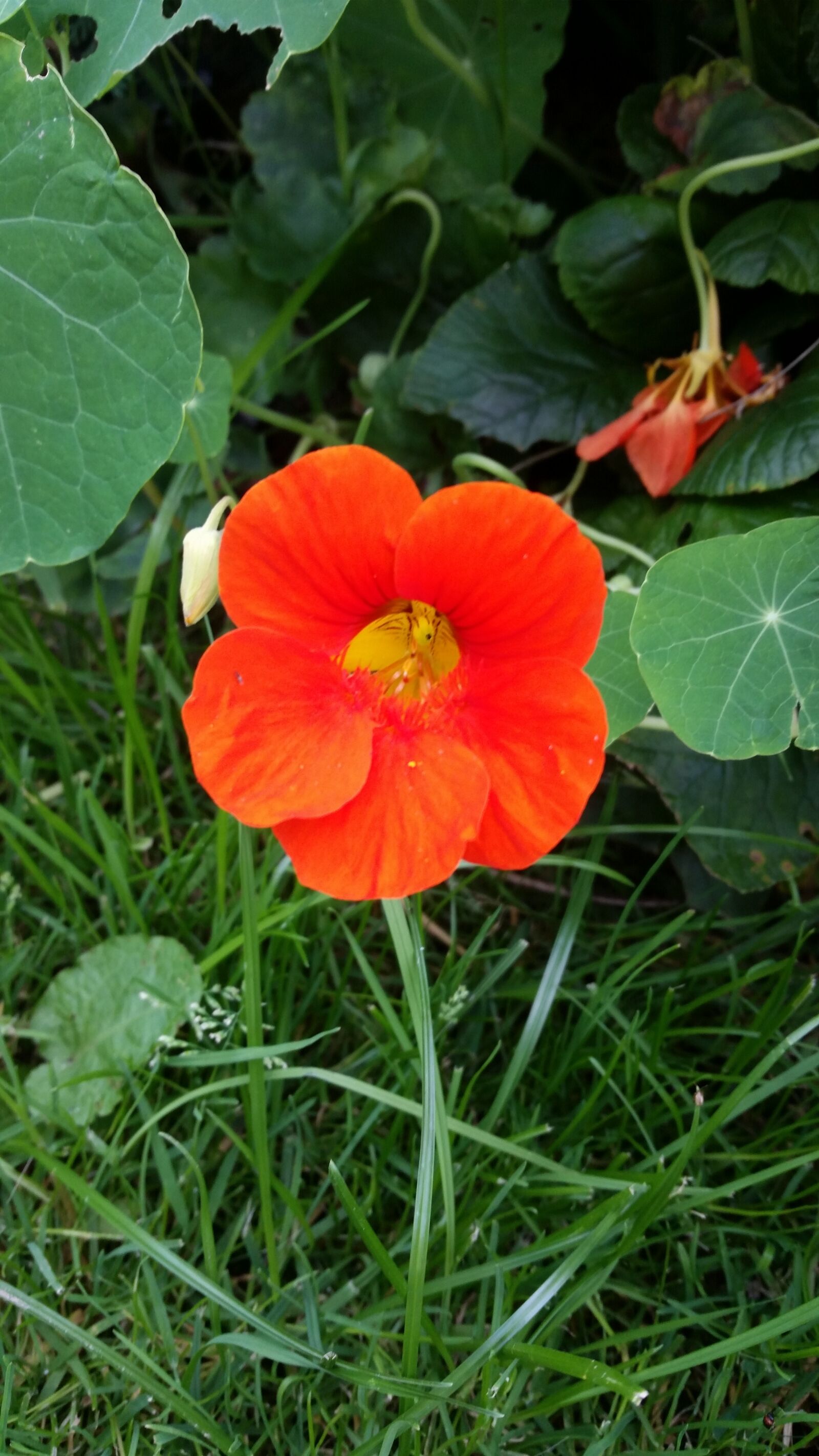 Samsung Galaxy S5 sample photo. Flower, blossom, bloom photography
