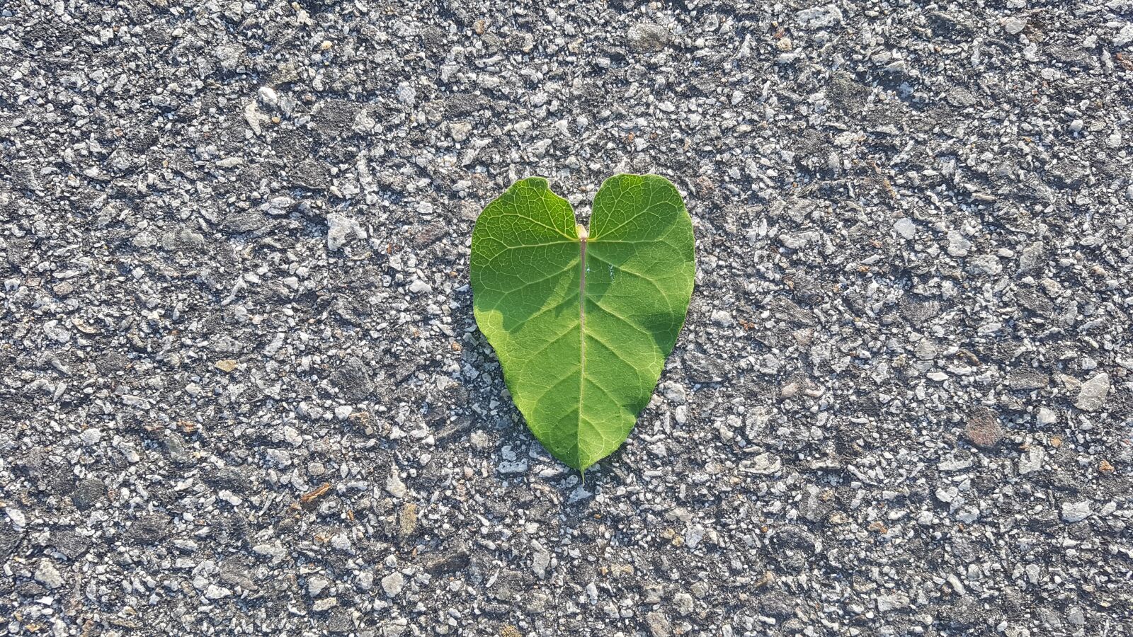 Samsung Galaxy S7 sample photo. Leaf, leaves, green photography