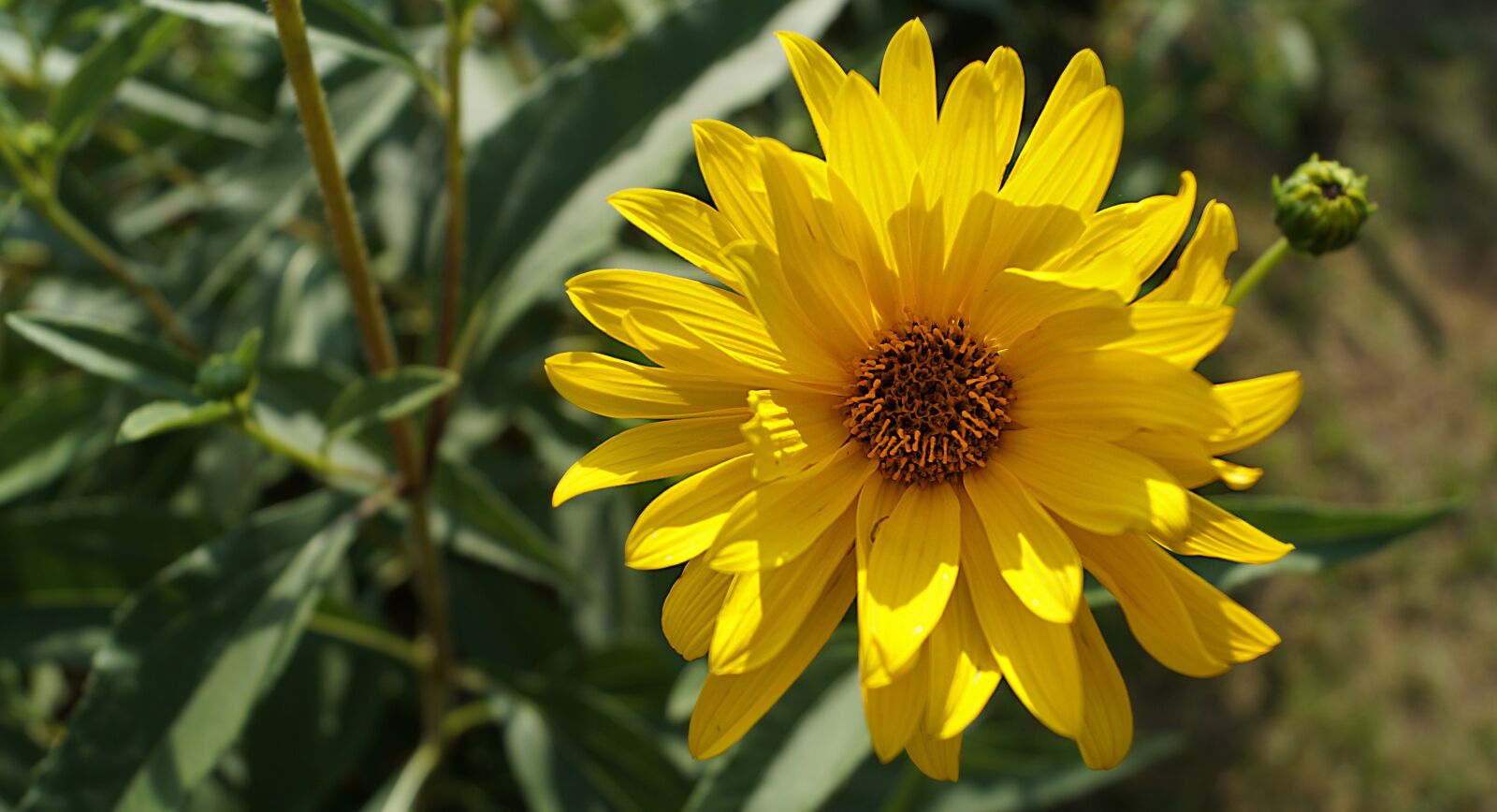 Sony DT 18-55mm F3.5-5.6 SAM II sample photo. Flower, nature, summer photography