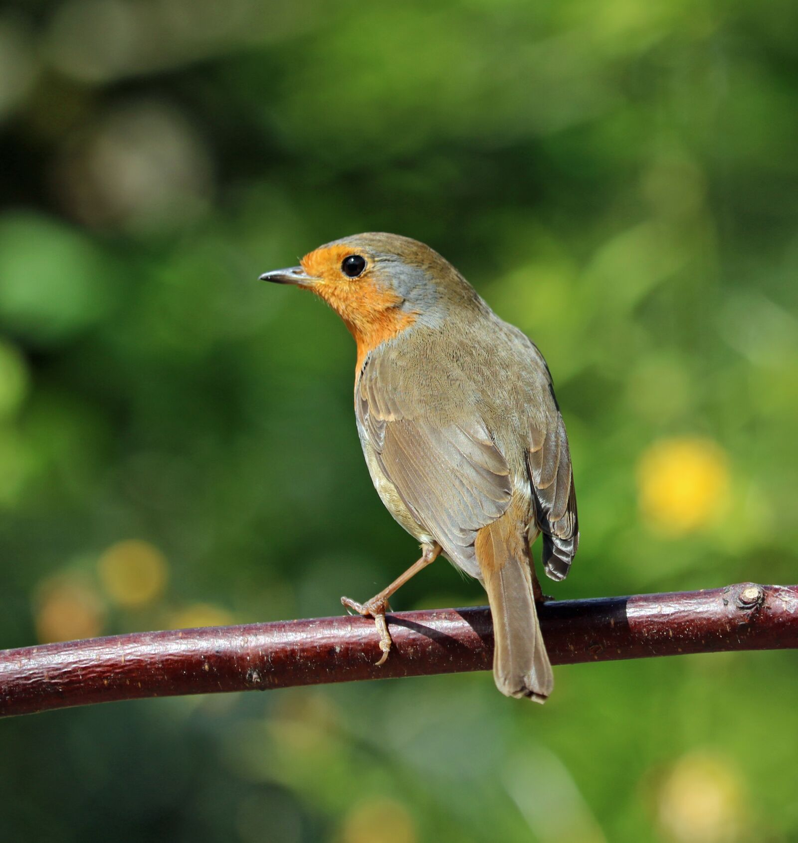 Canon EOS 750D (EOS Rebel T6i / EOS Kiss X8i) sample photo. Robin, perched, bird photography