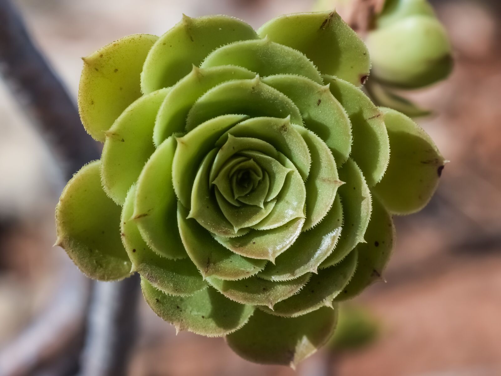 Nikon D3300 sample photo. Cactus, flower, plant photography