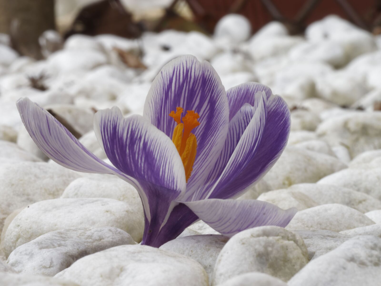 Olympus M.Zuiko Digital ED 60mm F2.8 Macro sample photo. Crocus, flowers, macro photography