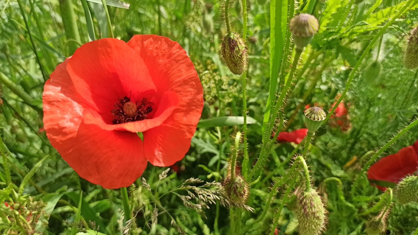 Xiaomi Redmi Note 8 Pro sample photo. Poppies, summer, plant photography