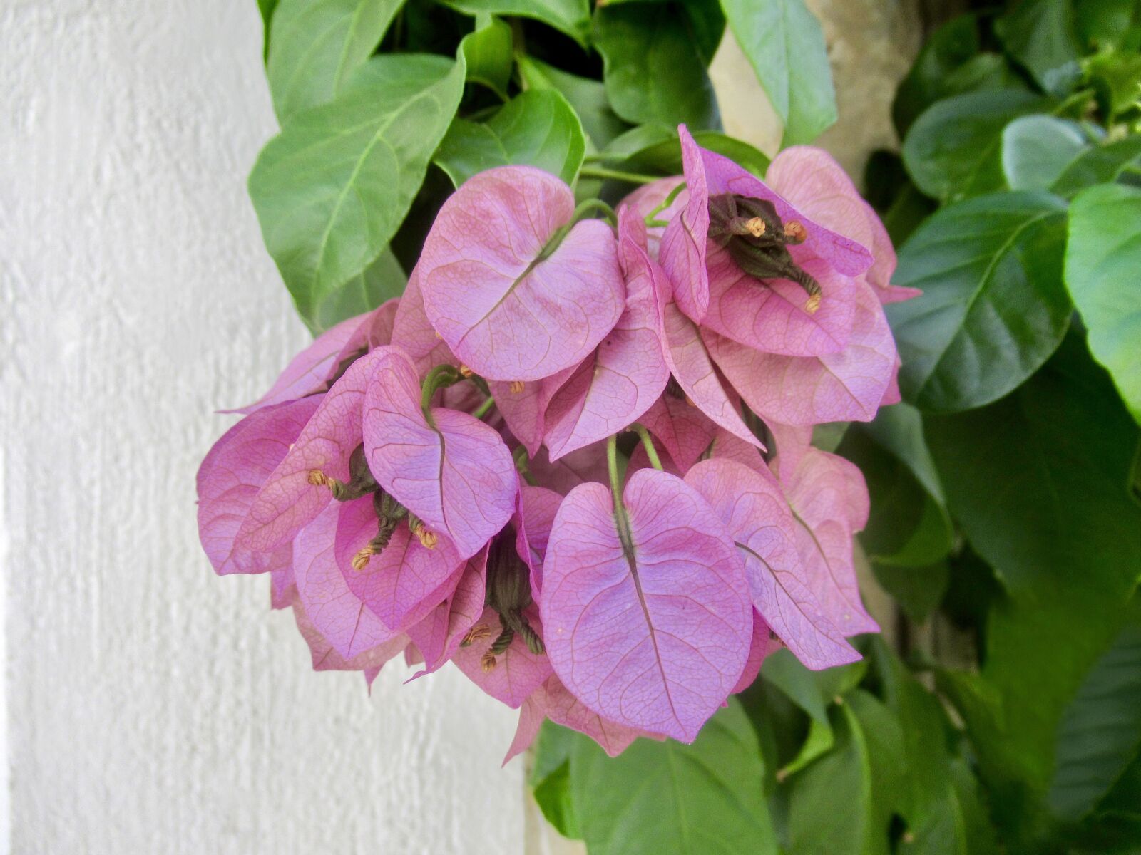 Canon PowerShot SX620 HS sample photo. Purple, entwine, flower photography