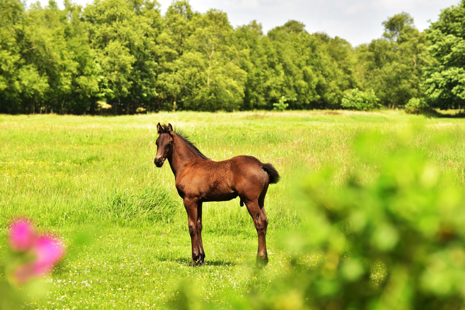 Nikon D750 sample photo. Horse, foal, pasture photography