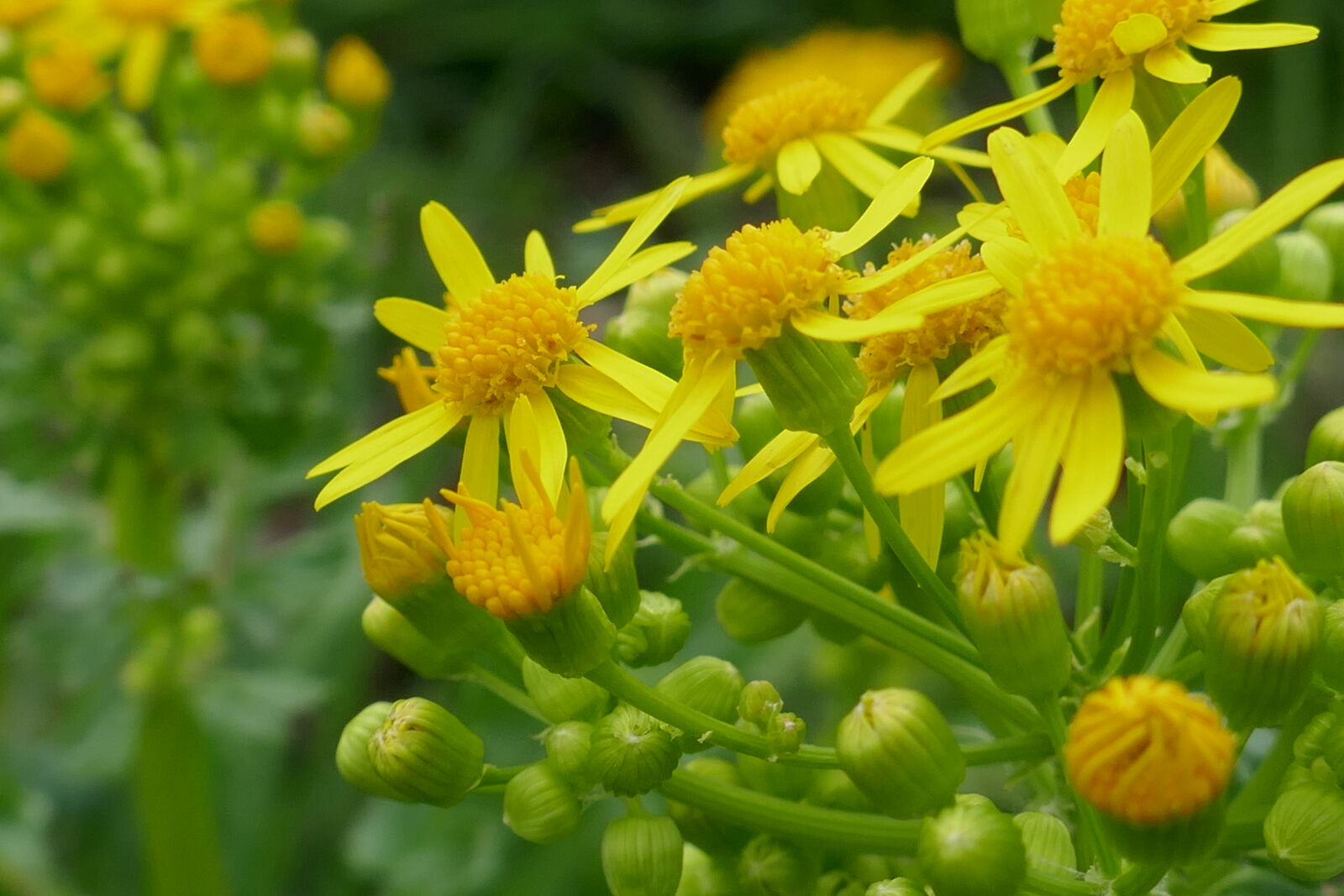 Panasonic Lumix DMC-ZS100 (Lumix DMC-TZ100) sample photo. Flowers, yellow, flowers photography